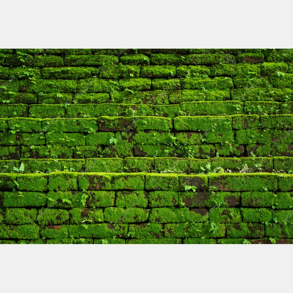 Poster üppige moosbedeckte ziegelwand – Wallnifity® Poster üppige moosbedeckte ziegelwand – Wallnifity®