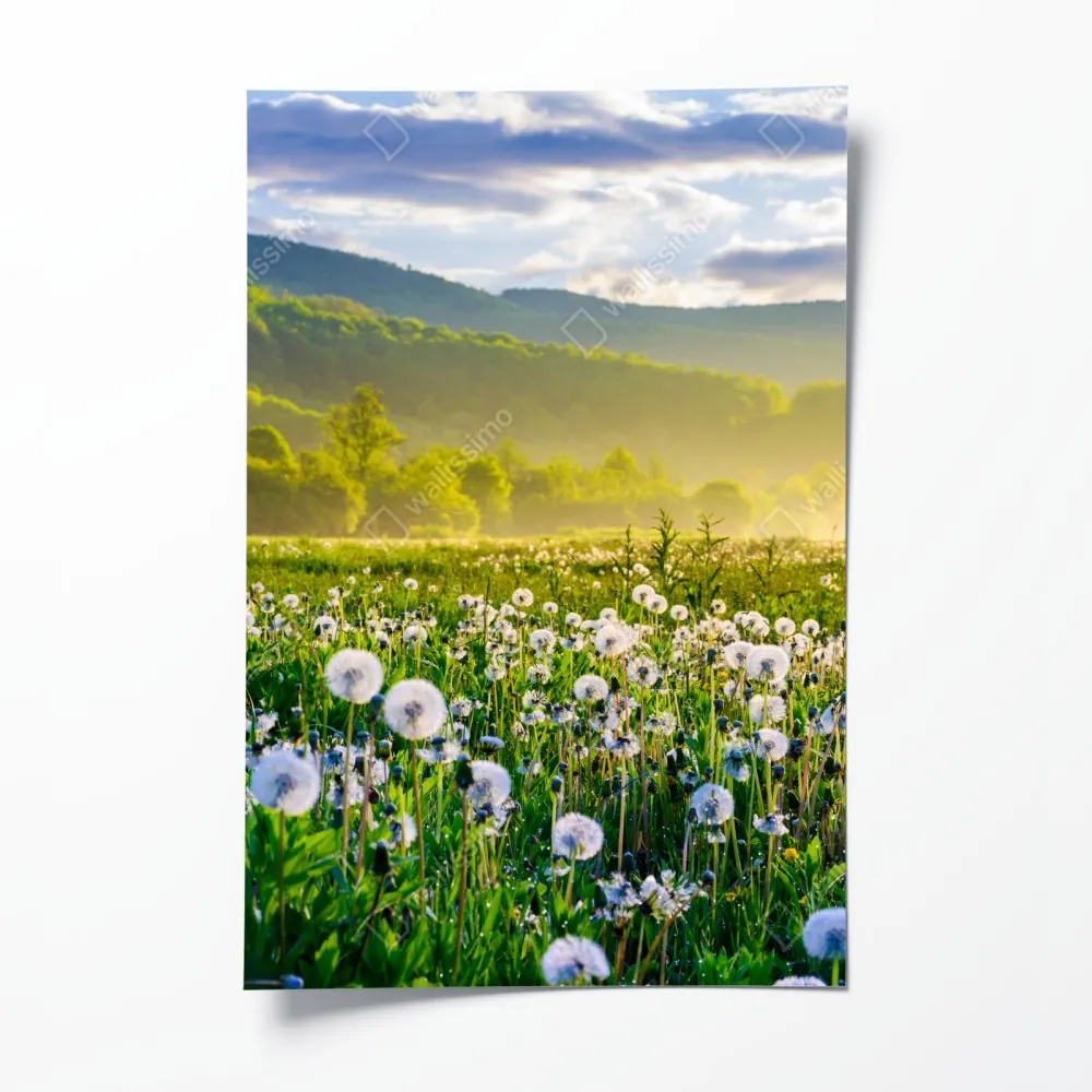 Poster neblige löwenzahnwiese im sonnenaufgang – Wallnifity® Poster neblige löwenzahnwiese im sonnenaufgang – Wallnifity®