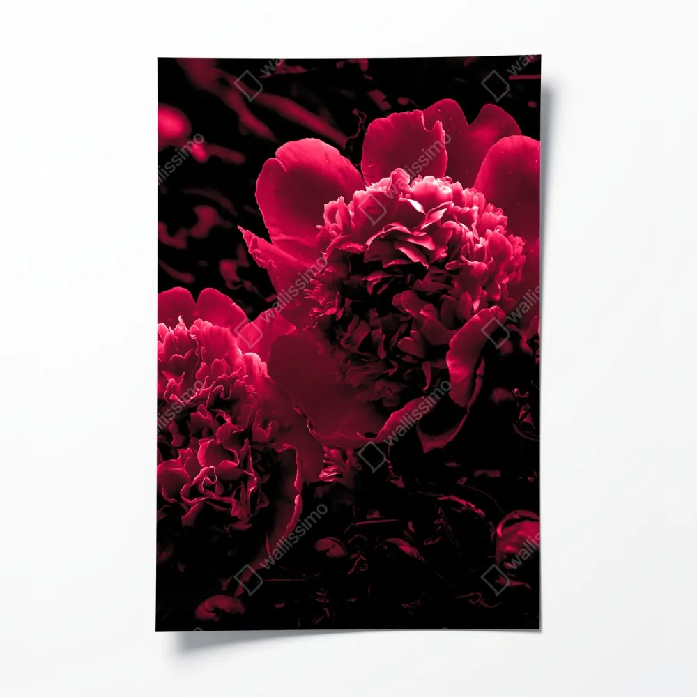 Poster stimmungsvolle rosa pfingstrosen – Wallnifity® Poster stimmungsvolle rosa pfingstrosen – Wallnifity®
