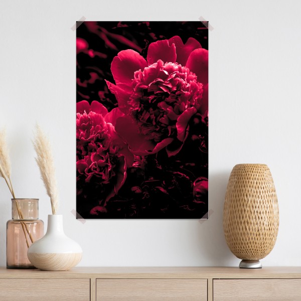 Poster stimmungsvolle rosa pfingstrosen – Wallnifity® Poster stimmungsvolle rosa pfingstrosen – Wallnifity®
