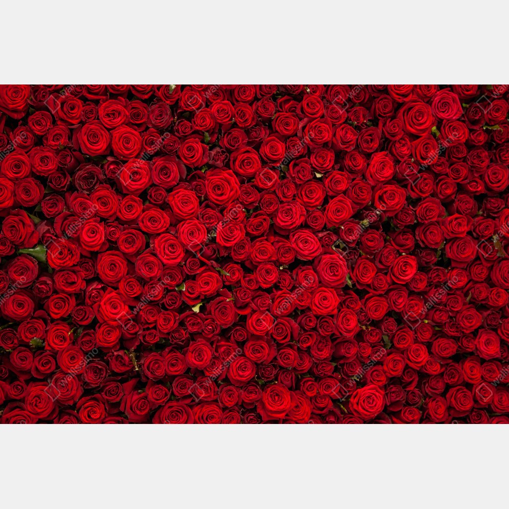 Poster endlose wand aus roten rosen – Wallnifity® Poster endlose wand aus roten rosen – Wallnifity®
