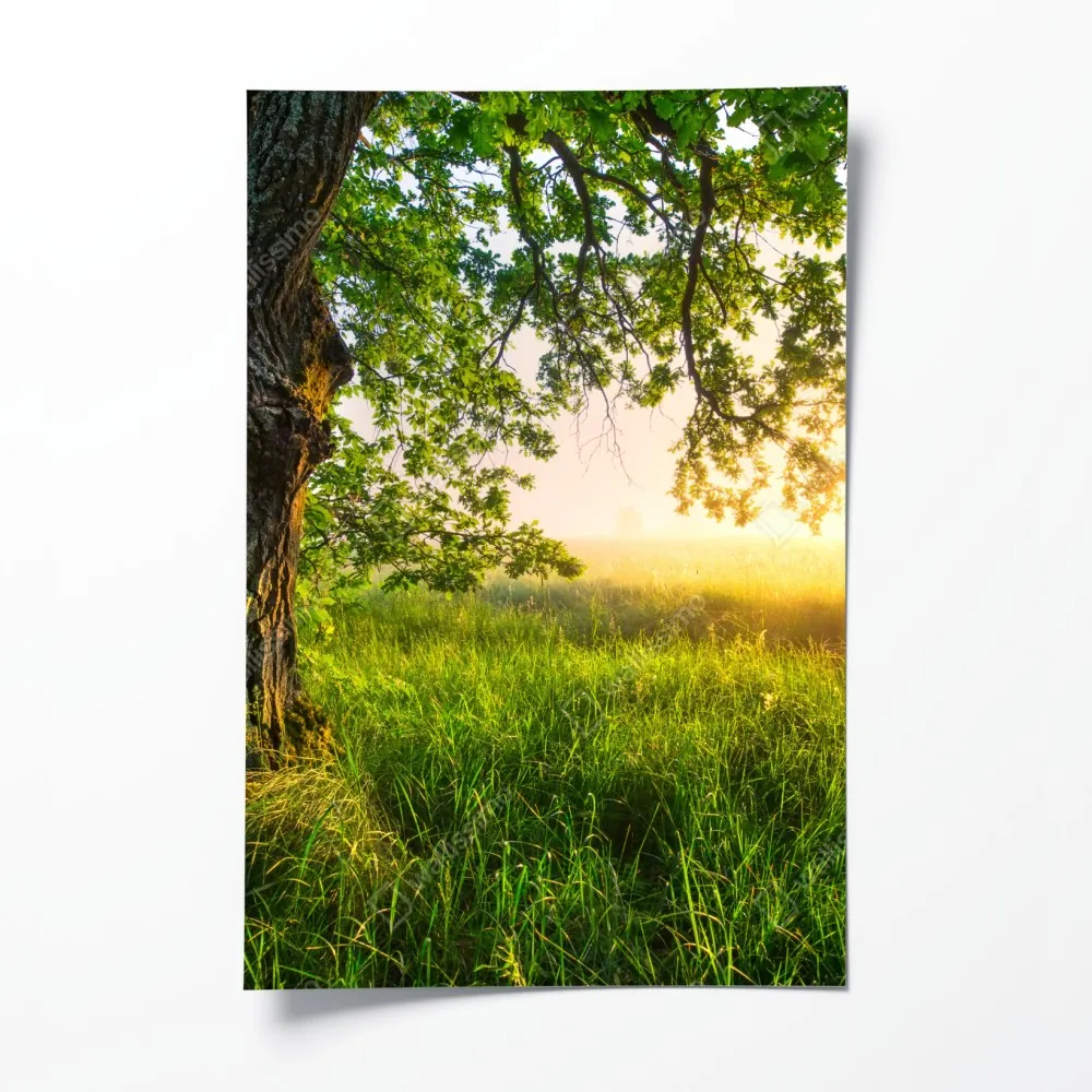 Poster morgendliche eiche auf sonnenbeschienener wiese – Wallnifity® Poster morgendliche eiche auf sonnenbeschienener wiese – Wallnifity®