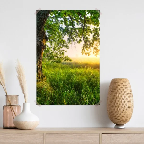 Poster morgendliche eiche auf sonnenbeschienener wiese – Wallnifity® Poster morgendliche eiche auf sonnenbeschienener wiese – Wallnifity®