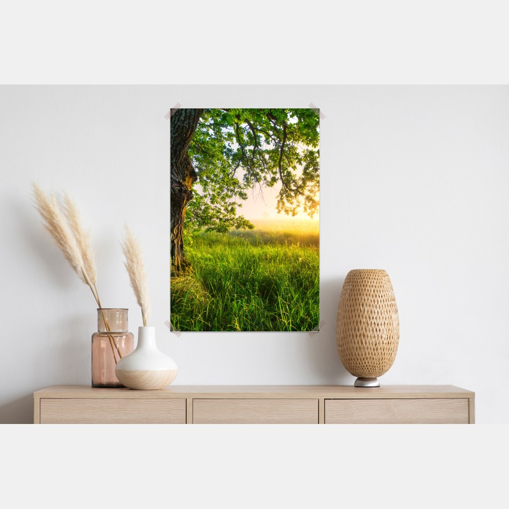 Poster morgendliche eiche auf sonnenbeschienener wiese – Wallnifity® Poster morgendliche eiche auf sonnenbeschienener wiese – Wallnifity®