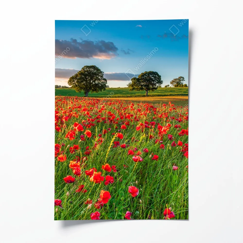 Poster rotes mohnfeld bei Corbridge – Wallnifity® Poster rotes mohnfeld bei Corbridge – Wallnifity®