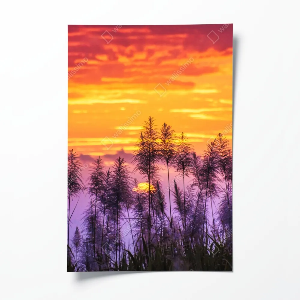 Poster goldener sonnenuntergang über wildgräsern – Wallnifity® Poster goldener sonnenuntergang über wildgräsern – Wallnifity®