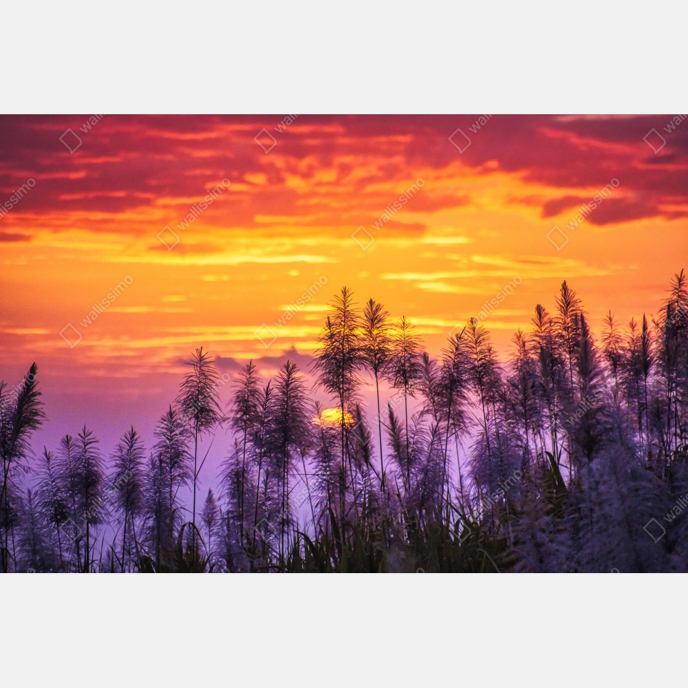 Poster goldener sonnenuntergang über wildgräsern – Wallnifity® Poster goldener sonnenuntergang über wildgräsern – Wallnifity®