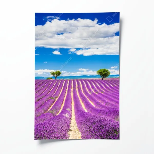 Poster einsames bootshaus am ruhigen steg – Wallnifity®