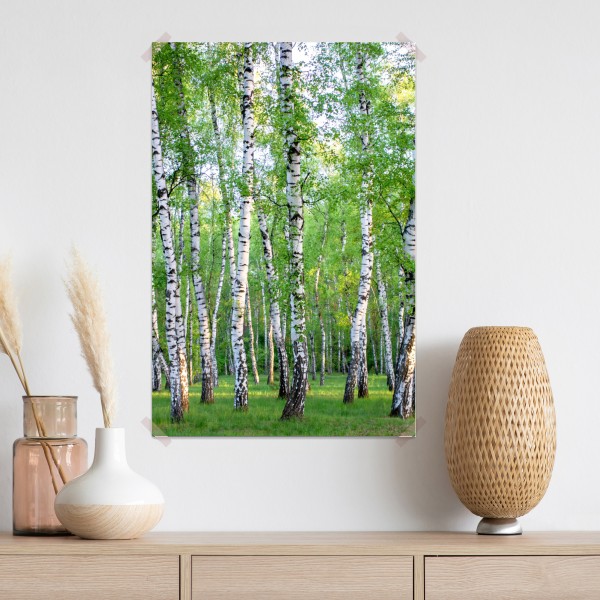 Poster ruhiger birkenhain im sommer – Wallnifity® Poster ruhiger birkenhain im sommer – Wallnifity®