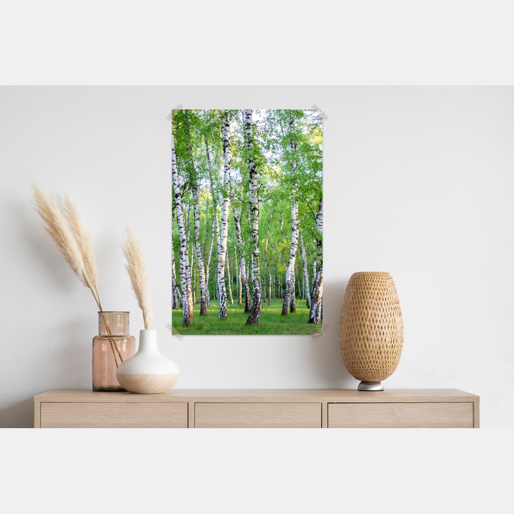 Poster ruhiger birkenhain im sommer – Wallnifity® Poster ruhiger birkenhain im sommer – Wallnifity®