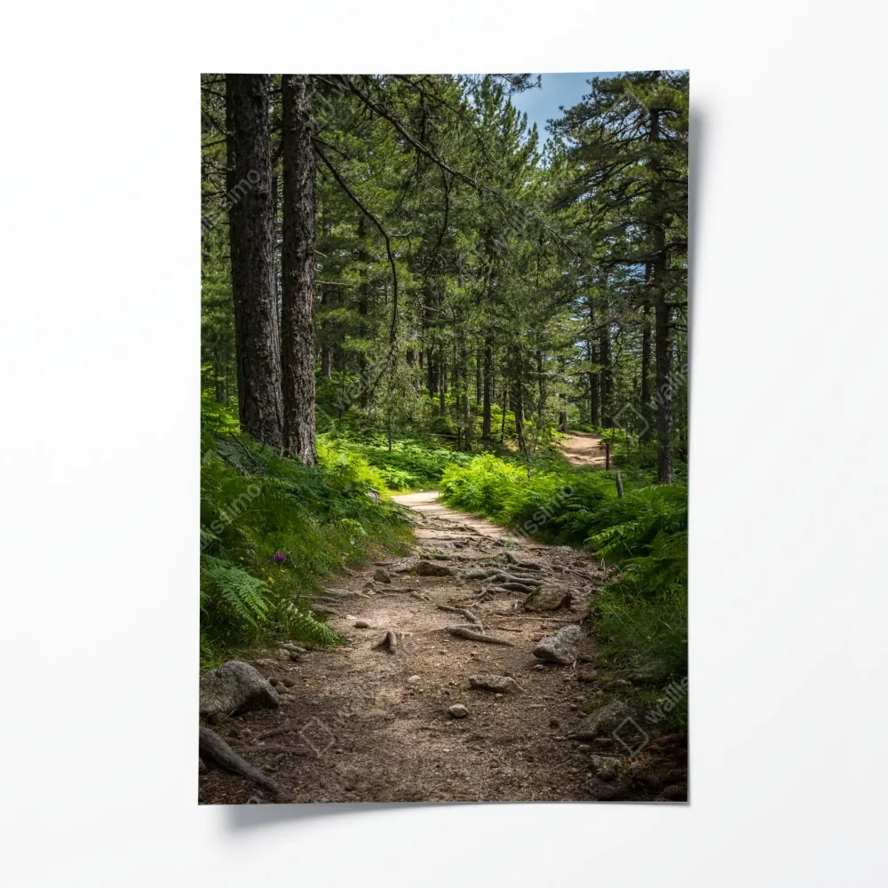 Poster ruhiger waldpfad durch üppiges grün – Wallnifity® Poster ruhiger waldpfad durch üppiges grün – Wallnifity®