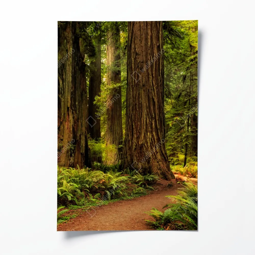 Poster Kalifornien mammutbäume waldweg – Wallnifity®