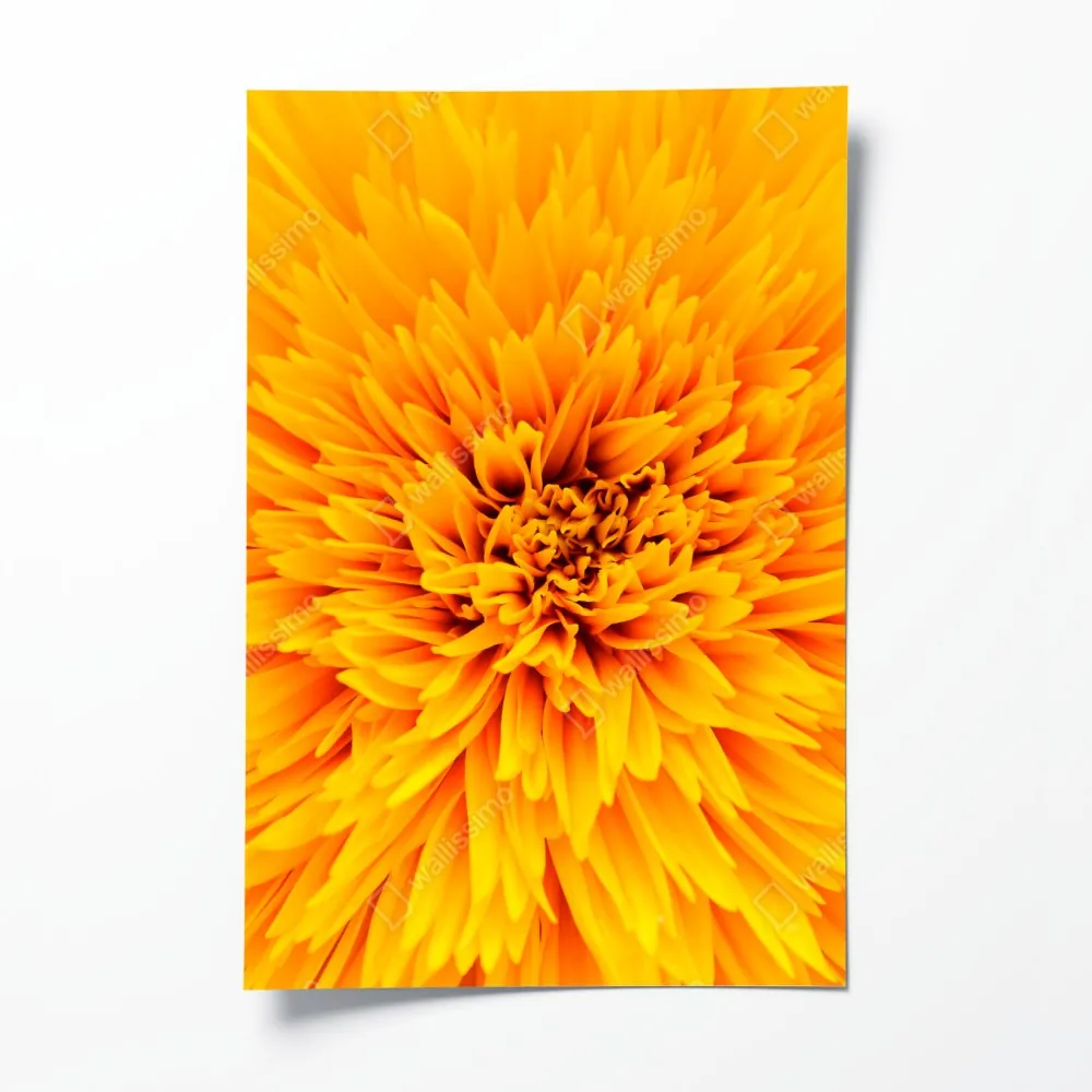 Poster strahlende sonnenblume nahaufnahme – Wallnifity® Poster strahlende sonnenblume nahaufnahme – Wallnifity®