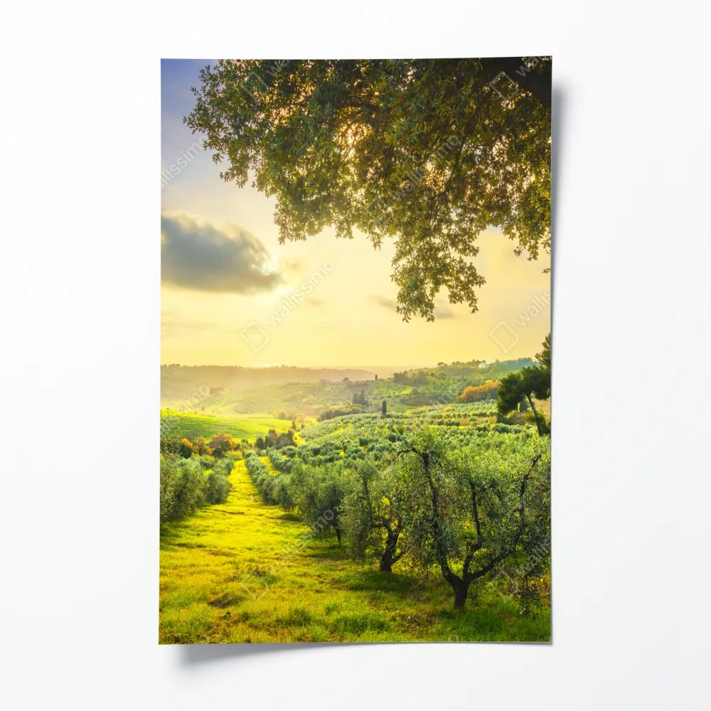 Poster olivenhain bei sonnenuntergang in Maremma, Toskana – Wallnifity®