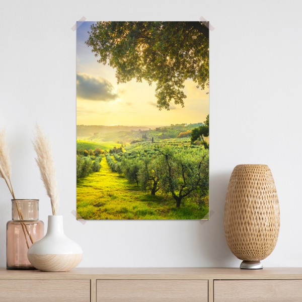 Poster olivenhain bei sonnenuntergang in Maremma, Toskana – Wallnifity®