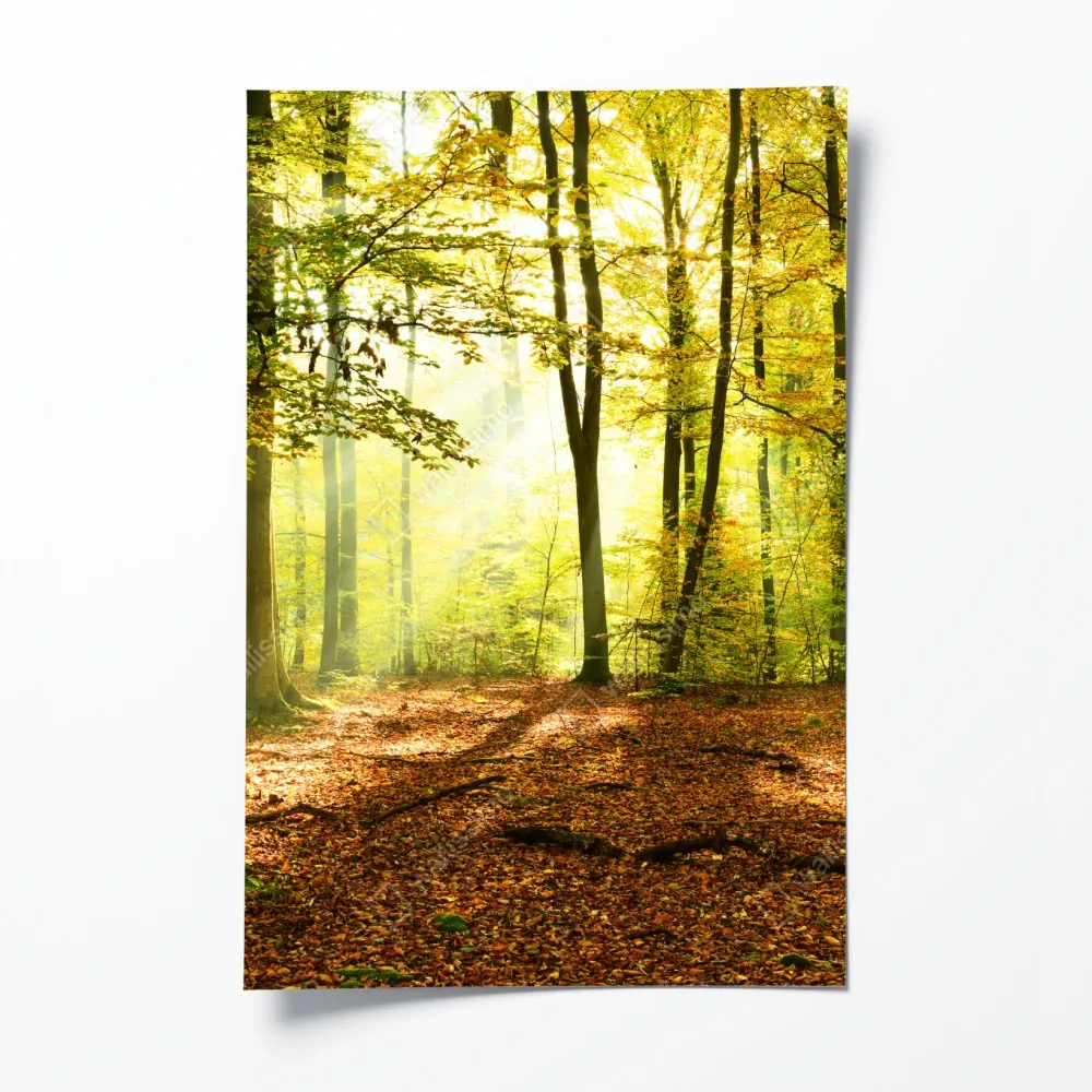 Poster goldener herbstwald am morgen – Wallnifity® Poster goldener herbstwald am morgen – Wallnifity®