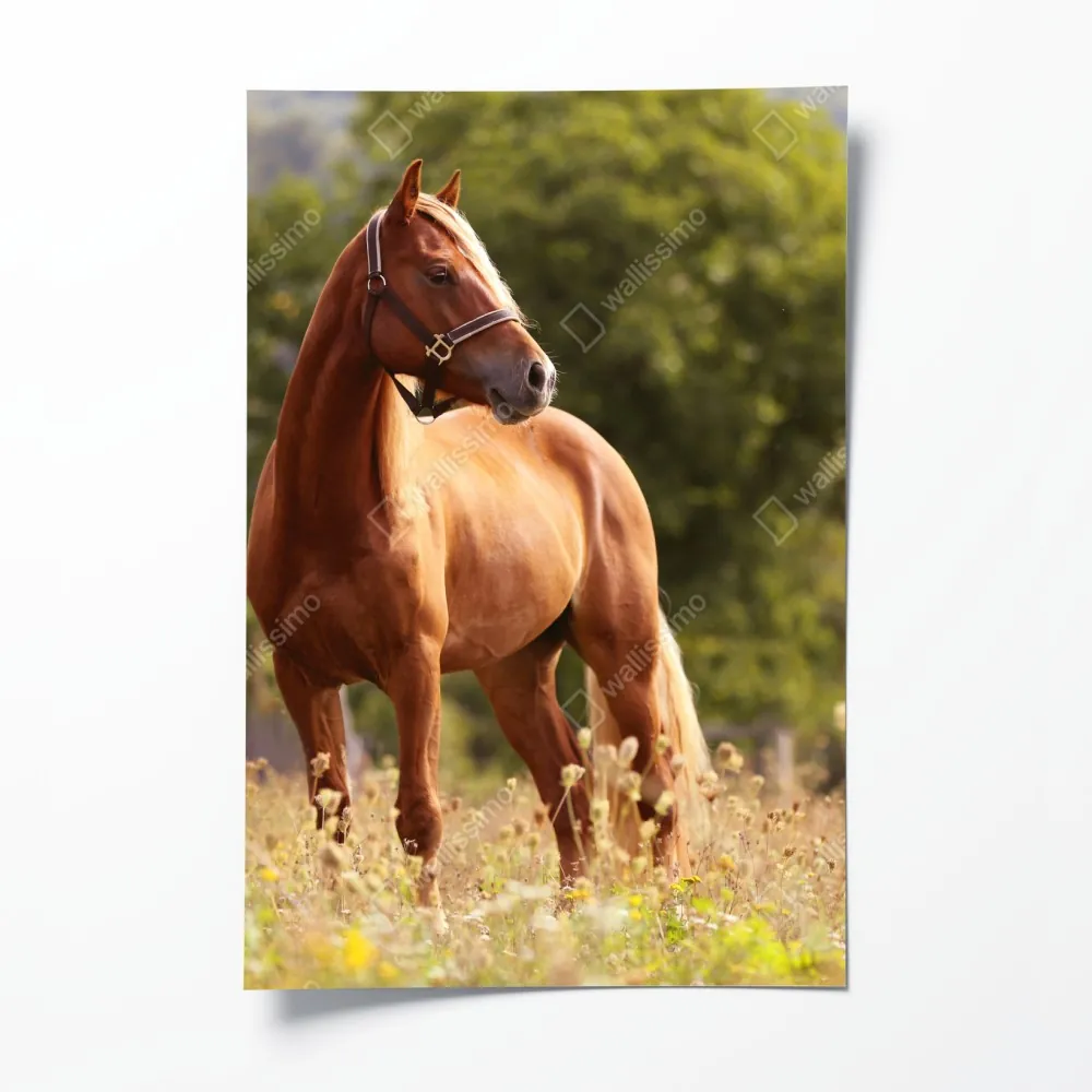 Poster majestätisches kastanienbraunes pferd auf sommerlicher wiese – Wallnifity® Poster majestätisches kastanienbraunes pferd auf sommerlicher wiese – Wallnifity®