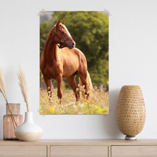 Poster majestätisches kastanienbraunes pferd auf sommerlicher wiese – Wallnifity® Poster majestätisches kastanienbraunes pferd auf sommerlicher wiese – Wallnifity®