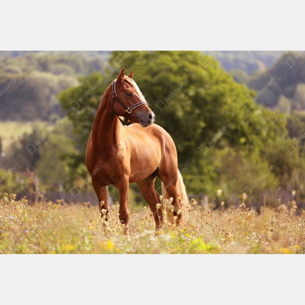 Poster majestätisches kastanienbraunes pferd auf sommerlicher wiese – Wallnifity® Poster majestätisches kastanienbraunes pferd auf sommerlicher wiese – Wallnifity®