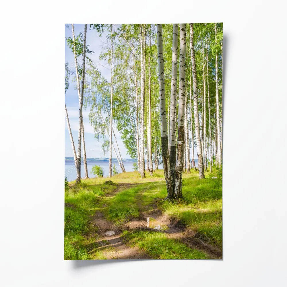 Poster sonnige birkenlichtung am wasser – Wallnifity® Poster sonnige birkenlichtung am wasser – Wallnifity®