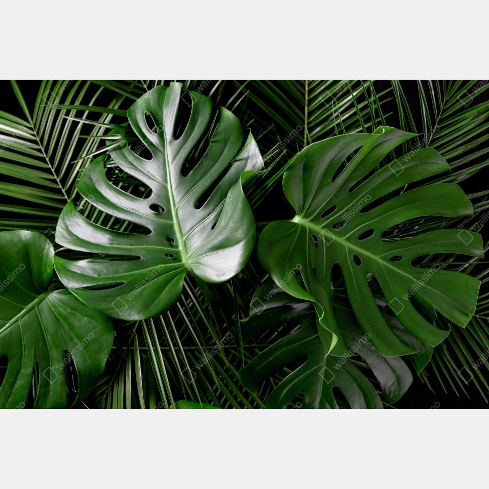 Poster üppige monstera-blätter – Wallnifity® Poster üppige monstera-blätter – Wallnifity®