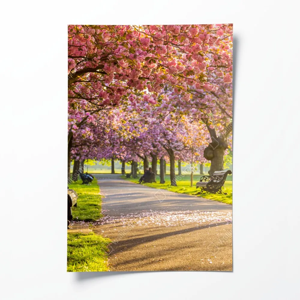 Poster kirschblütenallee im frühling – Wallnifity® Poster kirschblütenallee im frühling – Wallnifity®