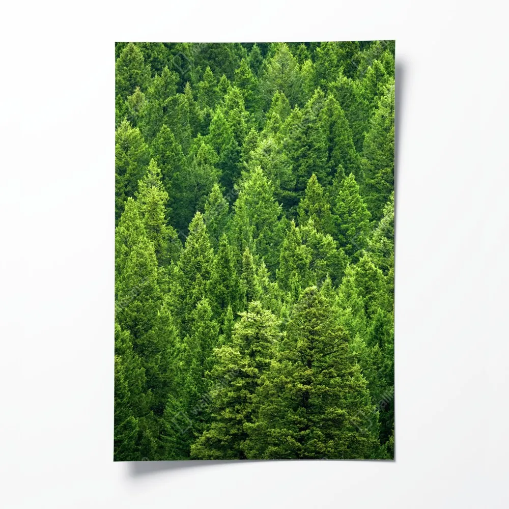 Poster üppige kronen eines kieferwaldes – Wallnifity® Poster üppige kronen eines kieferwaldes – Wallnifity®
