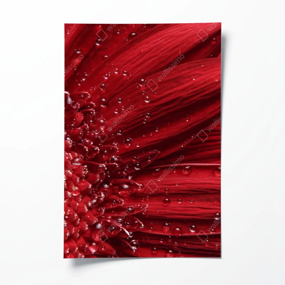 Poster rote gerbera makro mit wassertropfen – Wallnifity® Poster rote gerbera makro mit wassertropfen – Wallnifity®