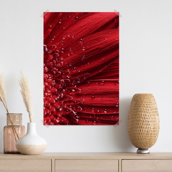 Poster rote gerbera makro mit wassertropfen – Wallnifity® Poster rote gerbera makro mit wassertropfen – Wallnifity®