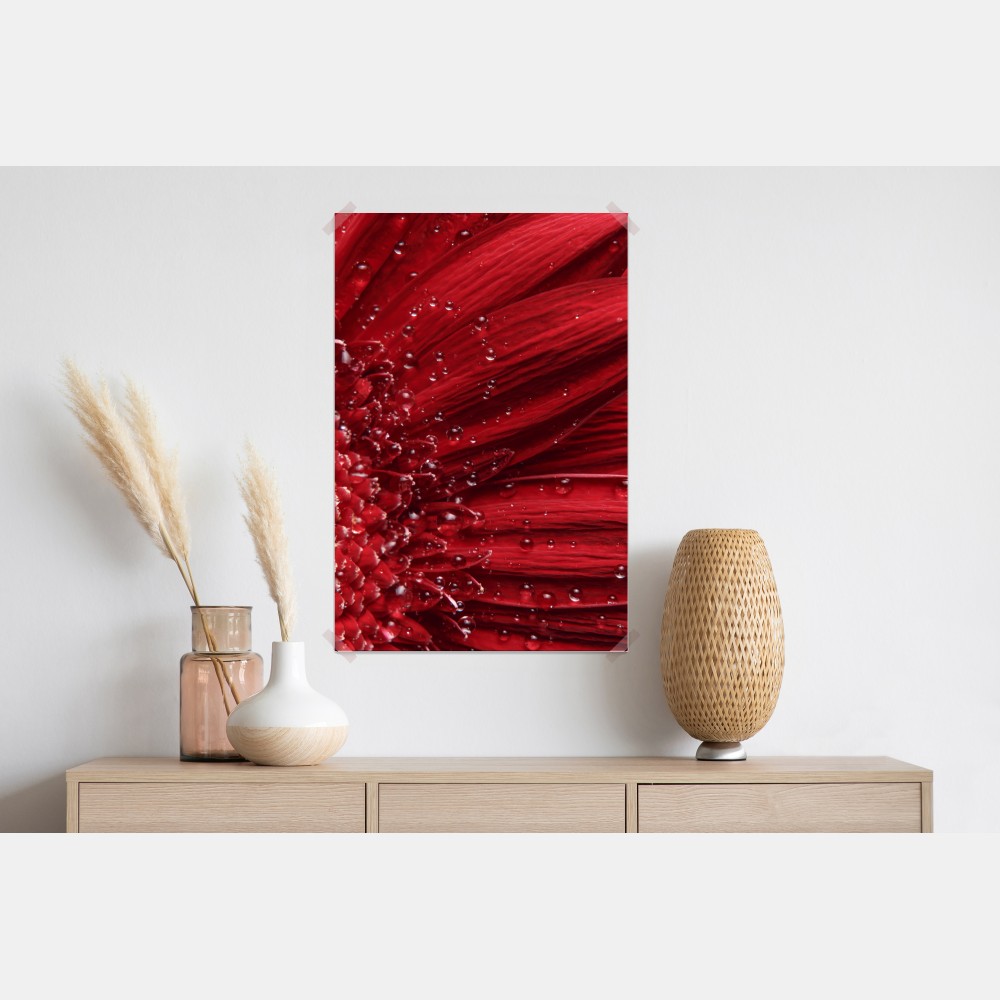 Poster rote gerbera makro mit wassertropfen – Wallnifity® Poster rote gerbera makro mit wassertropfen – Wallnifity®