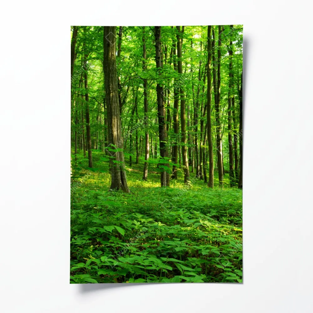 Poster sonniger grüner wald im frühling – Wallnifity® Poster sonniger grüner wald im frühling – Wallnifity®
