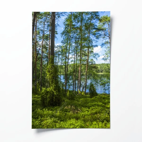 Poster nebliger morgenwald mit sonnenstrahlen – Wallnifity®