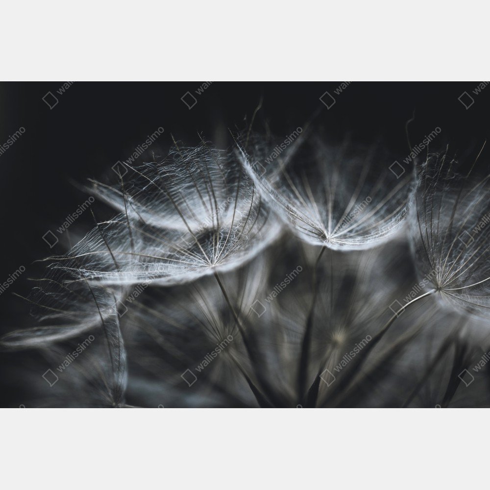 Poster zarte löwenzahnsamen in monochrom – Wallnifity® Poster zarte löwenzahnsamen in monochrom – Wallnifity®