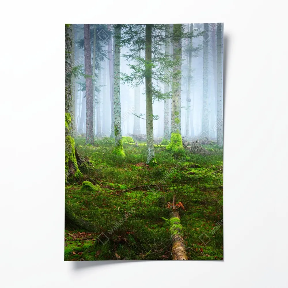 Poster nebliger kiefernwald aus dem Elsass – Wallnifity® Poster nebliger kiefernwald aus dem Elsass – Wallnifity®