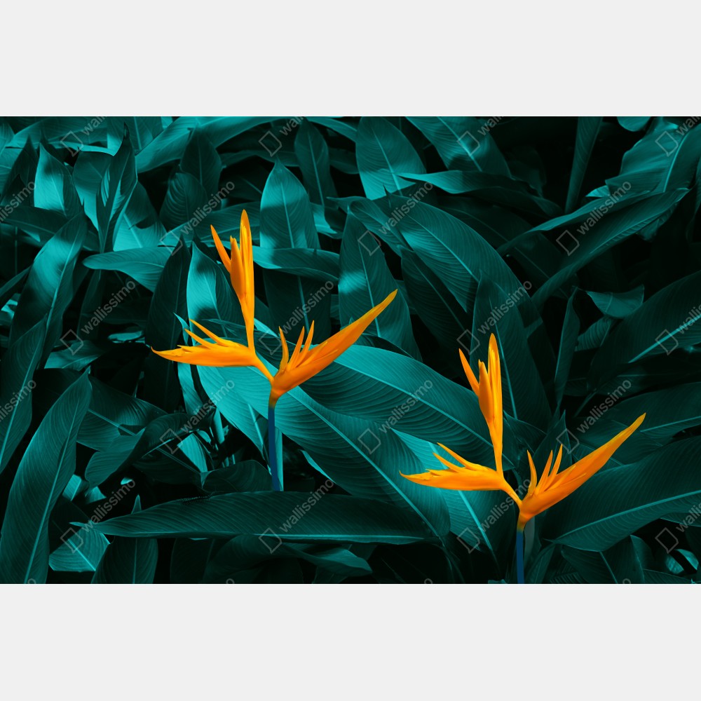 Poster tropische strelitzie auf türkisfarbenen blättern – Wallnifity® Poster tropische strelitzie auf türkisfarbenen blättern – Wallnifity®
