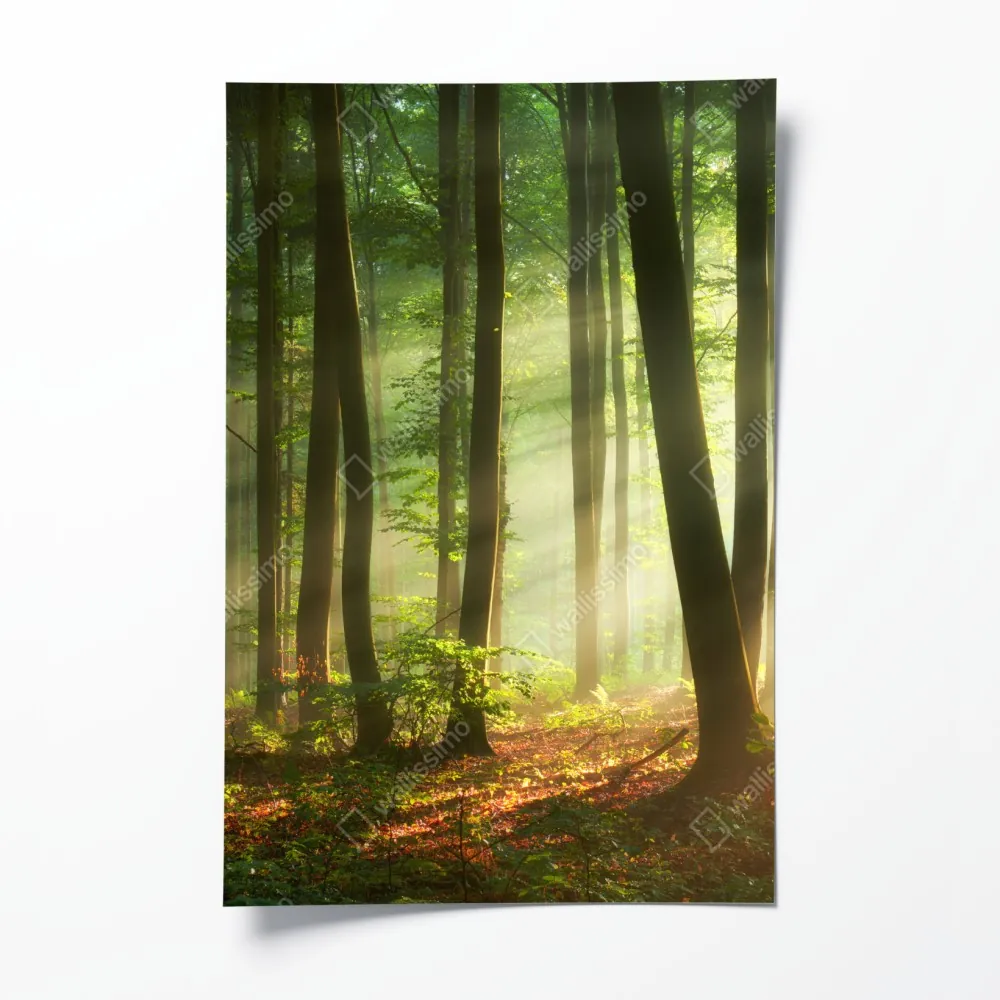 Poster sonnenbeschienener morgenwald – Wallnifity® Poster sonnenbeschienener morgenwald – Wallnifity®