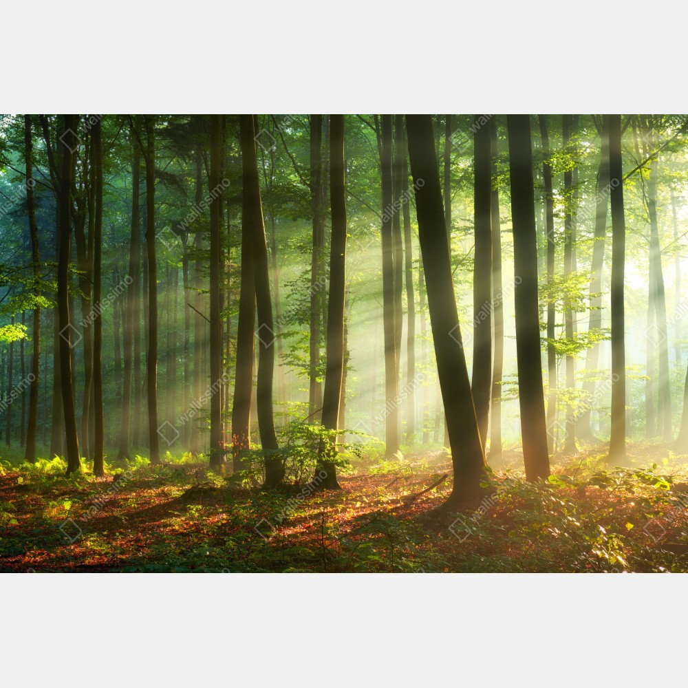 Poster sonnenbeschienener morgenwald – Wallnifity® Poster sonnenbeschienener morgenwald – Wallnifity®