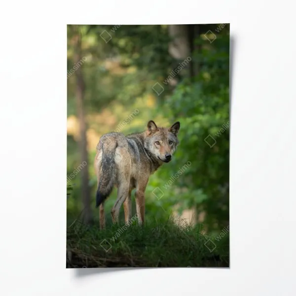 Poster majestätischer waldpfad zwischen mammutbäumen – Wallnifity®