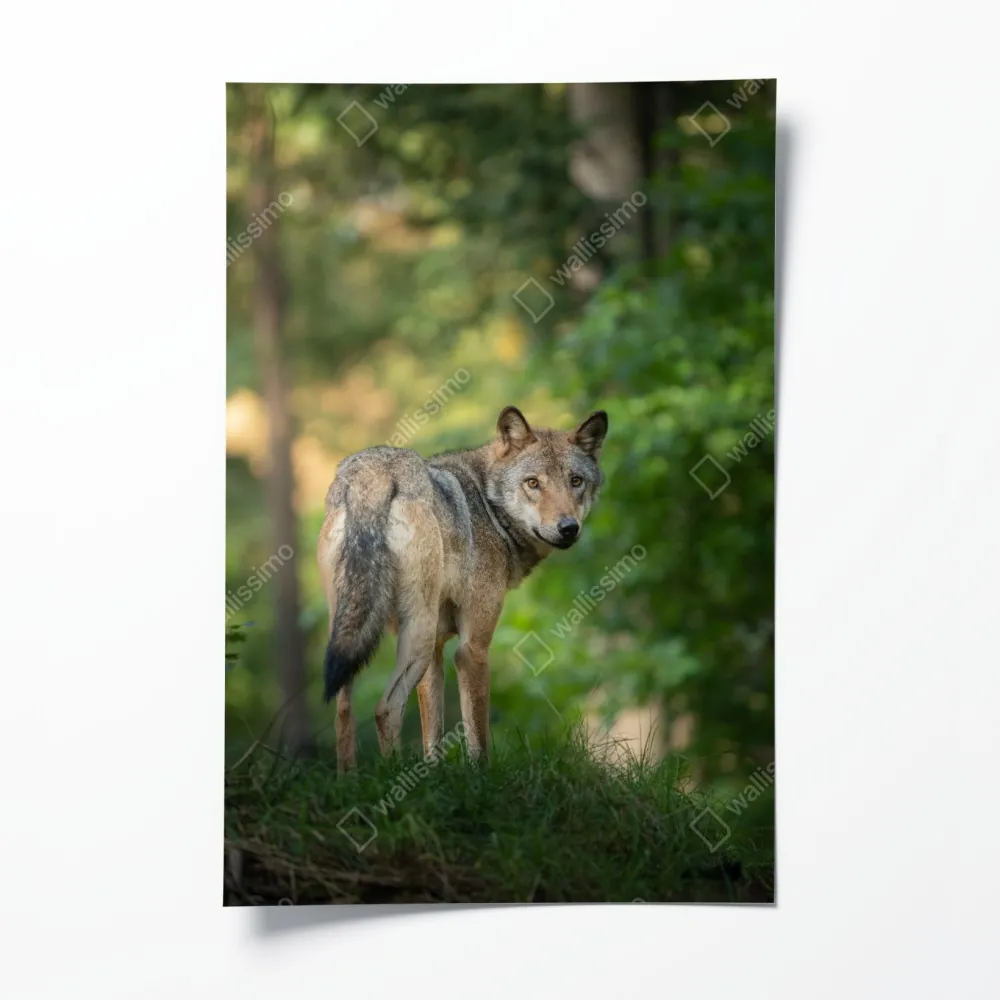 Poster wolf auf der lichtung im wald – Wallnifity® Poster wolf auf der lichtung im wald – Wallnifity®