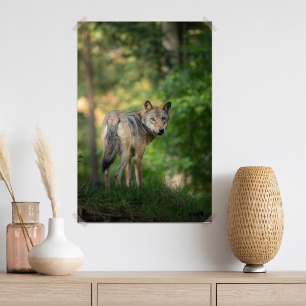 Poster wolf auf der lichtung im wald – Wallnifity® Poster wolf auf der lichtung im wald – Wallnifity®