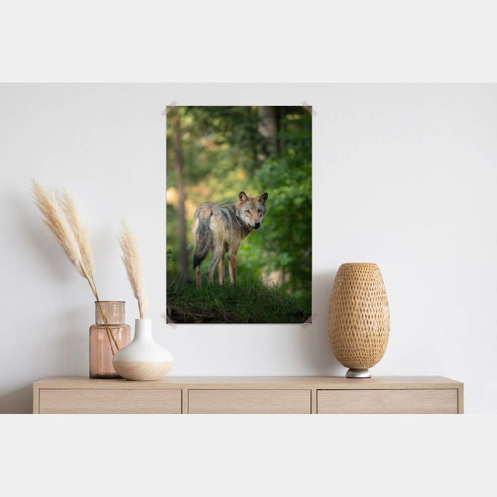 Poster wolf auf der lichtung im wald – Wallnifity® Poster wolf auf der lichtung im wald – Wallnifity®