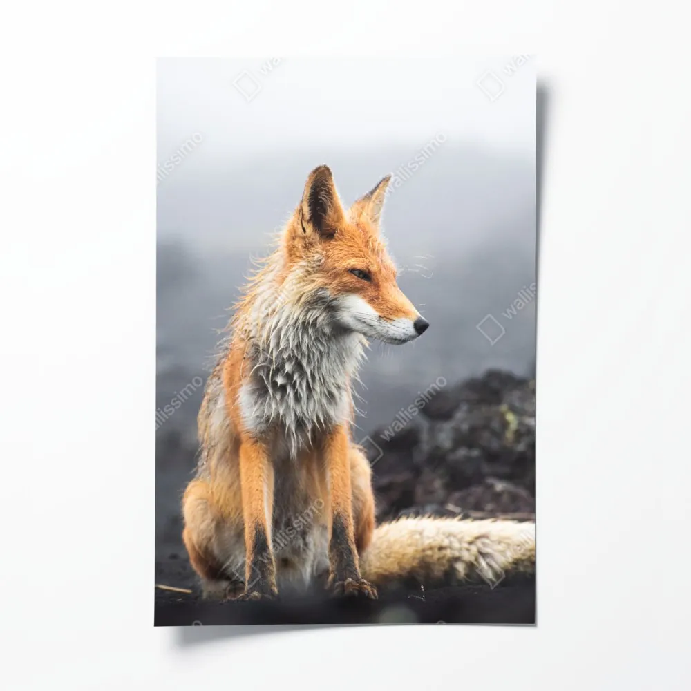 Poster roter fuchs in nebliger landschaft – Wallnifity® Poster roter fuchs in nebliger landschaft – Wallnifity®