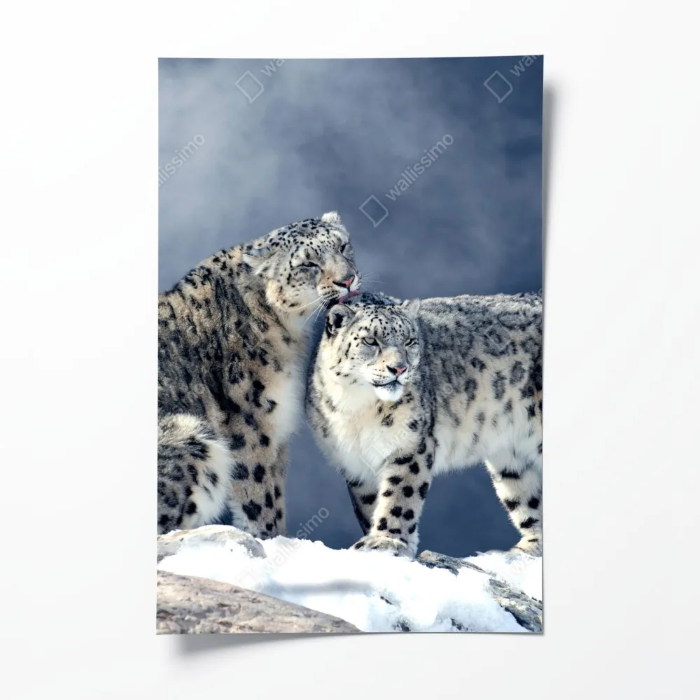 Poster majestätische schneeleoparden im winter – Wallnifity® Poster majestätische schneeleoparden im winter – Wallnifity®
