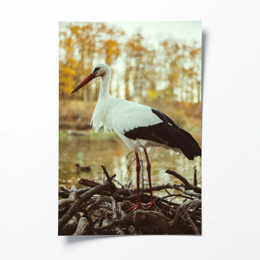 Poster weißer storch am herbstlichen see – Wallnifity® Poster weißer storch am herbstlichen see – Wallnifity®