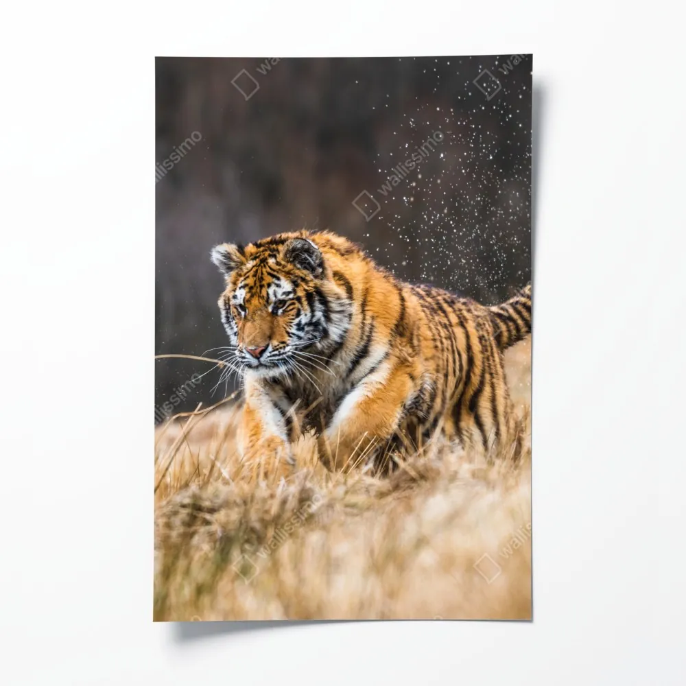 Poster sibirischer tiger in bewegung – Wallnifity® Poster sibirischer tiger in bewegung – Wallnifity®