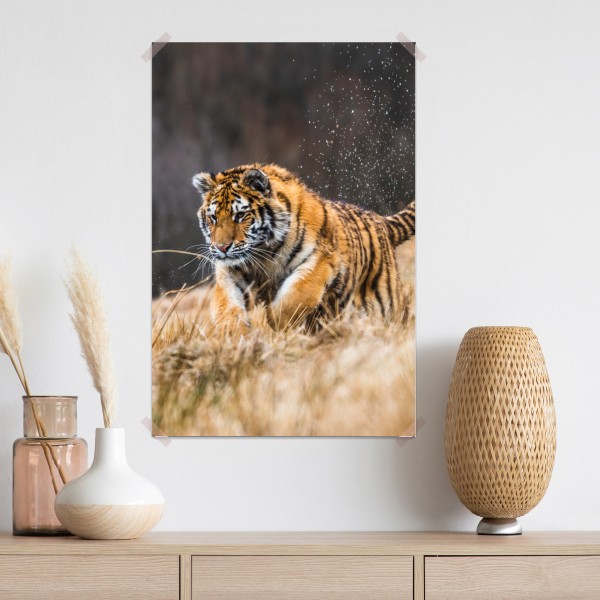 Poster sibirischer tiger in bewegung – Wallnifity® Poster sibirischer tiger in bewegung – Wallnifity®