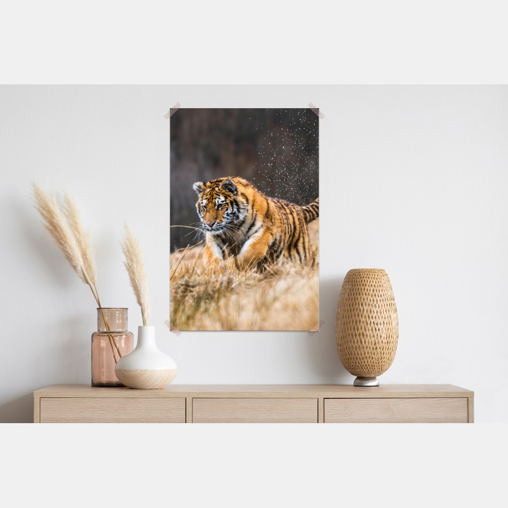Poster sibirischer tiger in bewegung – Wallnifity® Poster sibirischer tiger in bewegung – Wallnifity®