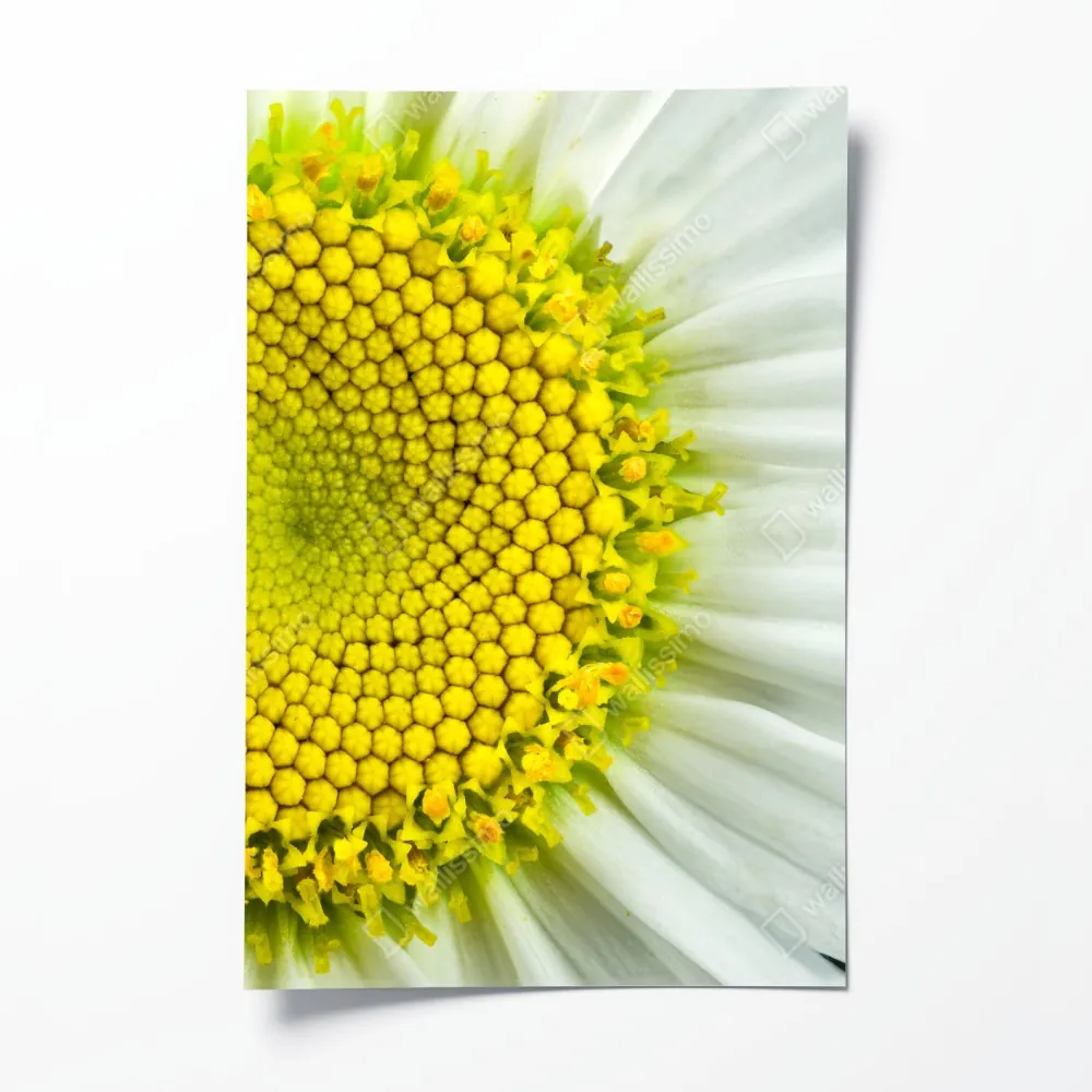 Poster makro gänseblümchen spiralmuster – Wallnifity® Poster makro gänseblümchen spiralmuster – Wallnifity®