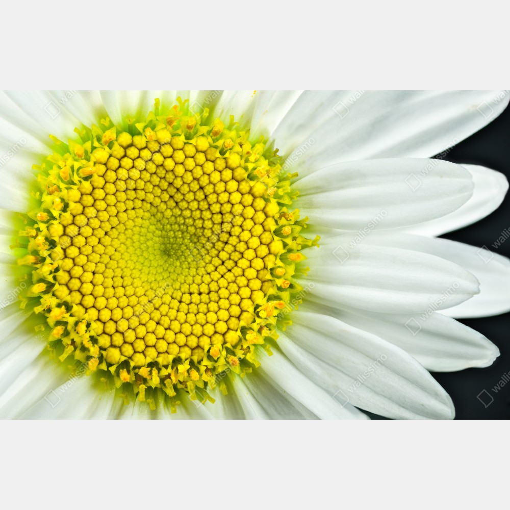 Poster makro gänseblümchen spiralmuster – Wallnifity® Poster makro gänseblümchen spiralmuster – Wallnifity®