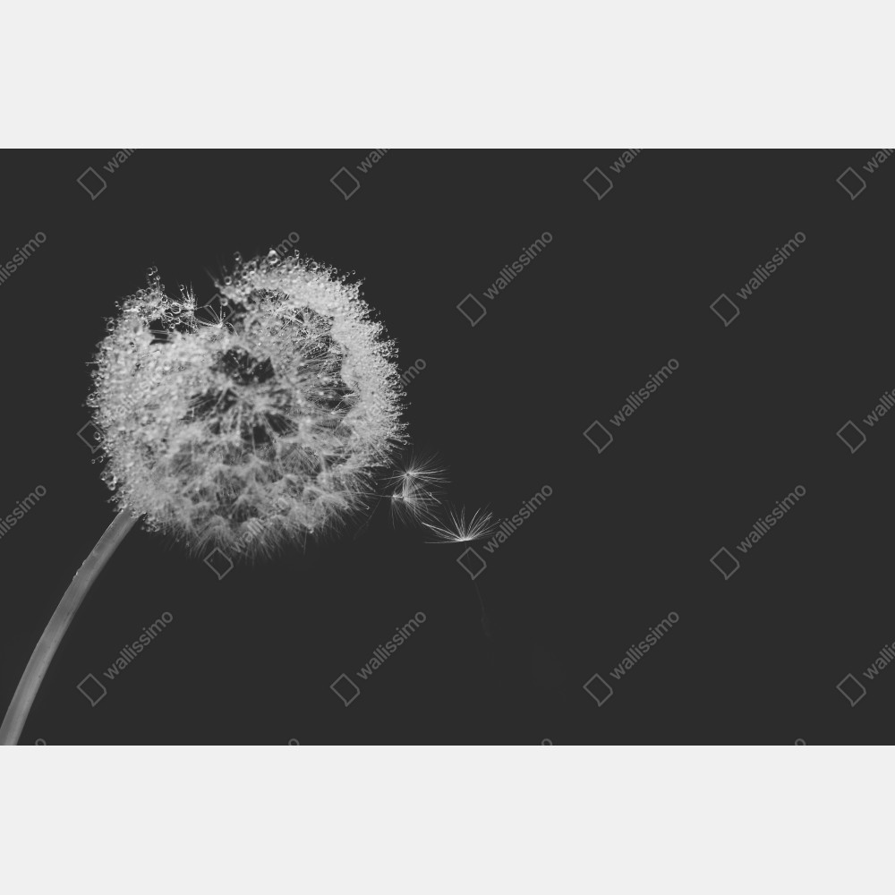 Poster zarter löwenzahn in monochrom – Wallnifity® Poster zarter löwenzahn in monochrom – Wallnifity®